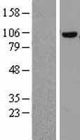 COPG (COPG1) Human Over-expression Lysates NM_016128