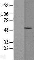PHLDA1 Human Over-expression Lysates NM_007350