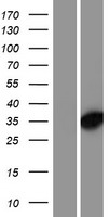 DNAJC8 Human Over-expression Lysates NM_014280