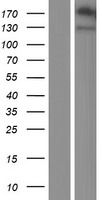Neuroligin 4 (NLGN4Y) Human Over-expression Lysates NM_014893
