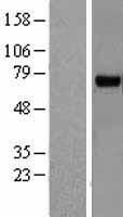 ls022836 rhobtb3 human over expression lysates nm 014899 wb testing 1