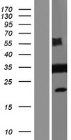 ls022839 dlgap4 human over expression lysates nm 001042486 wb testing 1