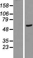 RAB11 FIP2 (RAB11FIP2) Human Over-expression Lysates NM_014904