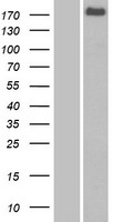 FRMPD1 Human Over-expression Lysates NM_014907