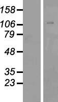 ls022847 znf507 human over expression lysates nm 001136156 wb testing 1
