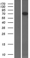 ls022849 cpeb3 human over expression lysates nm 014912 wb testing 2
