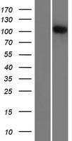 ls022864 r3hdm2 human over expression lysates nm 014925 wb testing 1