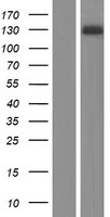 CNKSR2 Human Over-expression Lysates NM_014927