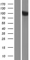 SAPS1 (PPP6R1) Human Over-expression Lysates NM_014931