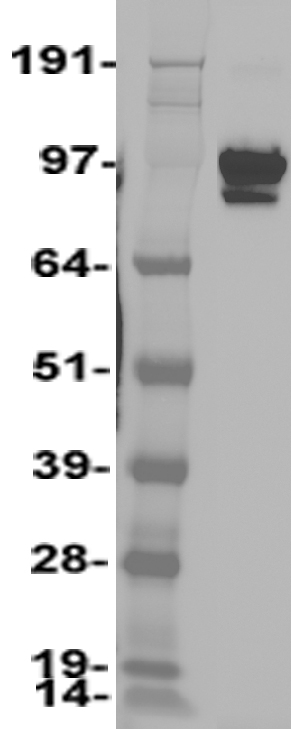 Neuroligin 1 (NLGN1) Human Over-expression Lysates NM_014932