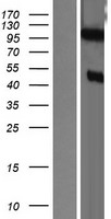 ls022873 dzip1 human over expression lysates nm 014934 wb testing 1