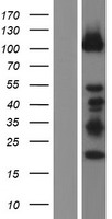 ls022873 dzip1 human over expression lysates nm 198968 wb testing 2