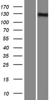 INPP5F Human Over-expression Lysates NM_014937