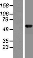ls022879 mon1b human over expression lysates nm 014940 wb testing 1