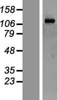 ls022880 zcwcc1 morc2 human over expression lysates nm 014941 wb testing 1