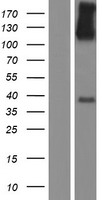 CLSTN1 Human Over-expression Lysates NM_001009566