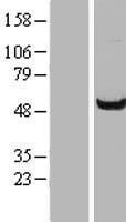 ls022884 wdr37 human over expression lysates nm 014023 wb testing 1