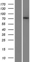 ZBTB1 Human Over-expression Lysates NM_014950