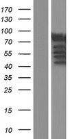 ls022895 rabphilin 3a rph3a human over expression lysates nm 014954 wb testing 2