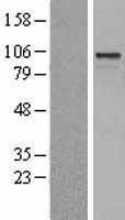 Rho guanine exchange factor 15 (ARHGEF15) Human Over-expression Lysates NM_173728