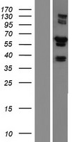RIPX (RUFY3) Human Over-expression Lysates NM_001130709