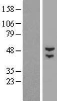BTBD3 Human Over-expression Lysates NM_181443