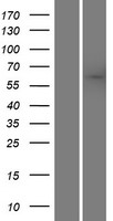 SACM1L Human Over-expression Lysates NM_014016