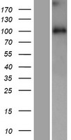 ls022911 wdr47 human over expression lysates nm 014969 wb testing 1