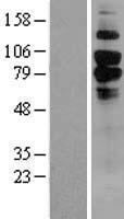 CD93 Human Over-expression Lysates NM_012072