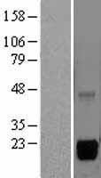 ls022921 msrb2 human over expression lysates nm 012228 wb testing 1