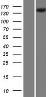 ls022925 pla2r pla2r1 human over expression lysates nm 001007267 wb testing 1