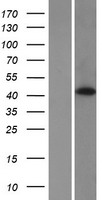 HABP4 Human Over-expression Lysates NM_014282