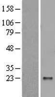 POMZP3 Human Over-expression Lysates NM_012230
