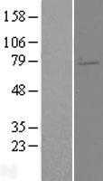 ls022936 ell2 human over expression lysates nm 012081 wb testing 1