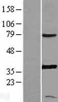 ls022949 ptgr1 human over expression lysates nm 001146108 wb testing 1