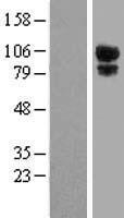 Kanadaptin (SLC4A1AP) Human Over-expression Lysates NM_018158