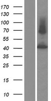 ls022953 p2x2 p2rx2 human over expression lysates nm 012226 wb testing 5