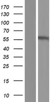 ls022953 p2x2 p2rx2 human over expression lysates nm 170682 wb testing 7
