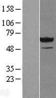 NT5C2 Human Over-expression Lysates NM_001134373