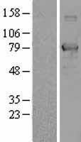 ls022980 transcription factor 25 tcf25 human over expression lysates nm 014972 wb testing 1