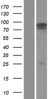 ls022985 acinus acin1 human over expression lysates nm 001164816 wb testing 1