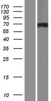 ls022985 acinus acin1 human over expression lysates nm 001164817 wb testing 2