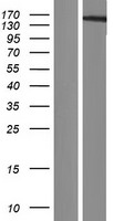 ls022993 hmgxb3 human over expression lysates nm 014983 wb testing 1