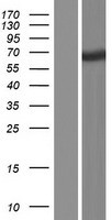 TTC39A Human Over-expression Lysates NM_001080494