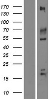 ls022997 igsf9b human over expression lysates nm 014987 wb testing 1
