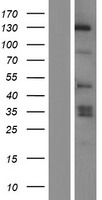MAPKBP1 Human Over-expression Lysates NM_014994