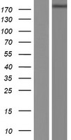 ls023007 phospholipase c eta 1 plch1 human over expression lysates nm 001130960 wb testing 1