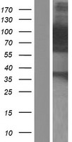 ls023022 palladin palld human over expression lysates nm 001166110 wb testing 2