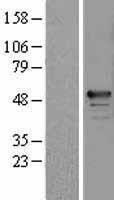 RBM34 Human Over-expression Lysates NM_015014