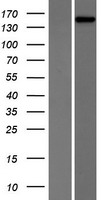 PHLPP2 Human Over-expression Lysates NM_015020